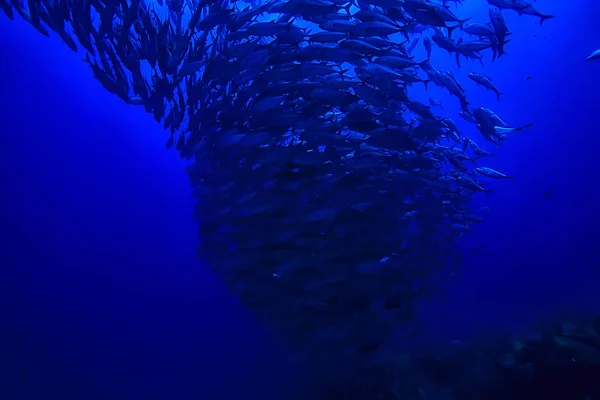 海のシーンへのダイビング 海での休息 水中の野生動物 — ストック写真