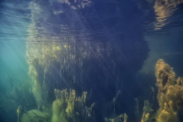 Submerged Trees Flooded Underwater Lake Fresh Jungle Water Ecology Beautiful — Stock Photo, Image