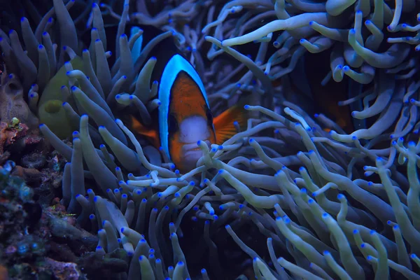 Barriera Corallina Laguna Corallina Sottomarina Marina Ecosistema Oceanico — Foto Stock