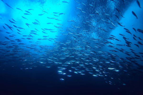 Gran Cantidad Peces Pequeños Mar Bajo Agua Colonia Peces Pesca — Foto de Stock