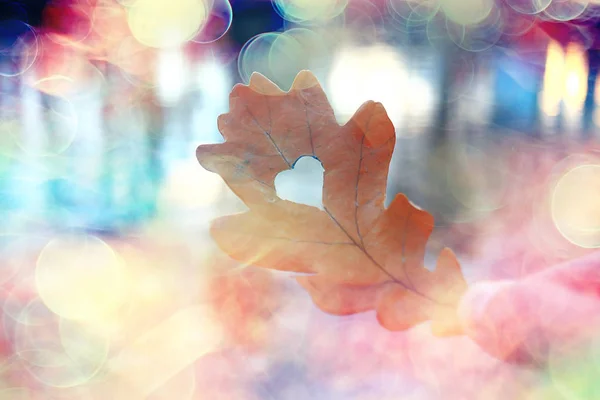 Autumn Heart Oak Yellow Leaf Heart Symbol Autumn Decoration Concept — Stok fotoğraf