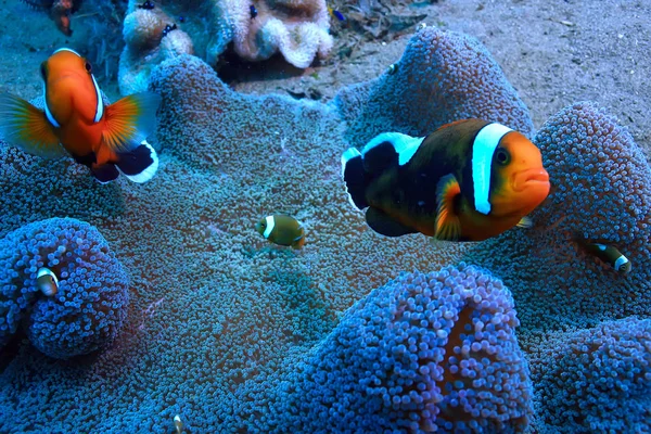 Meeresökosystem Unterwasserblick Blauer Ozean Wilde Natur Meer Abstrakter Hintergrund — Stockfoto