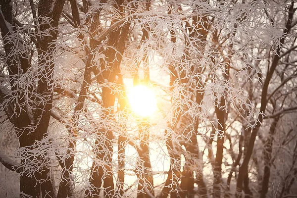 Kış Ormanında Günbatımı Park Kar Ormanı Güneş Kış Dinlenme Şubat — Stok fotoğraf