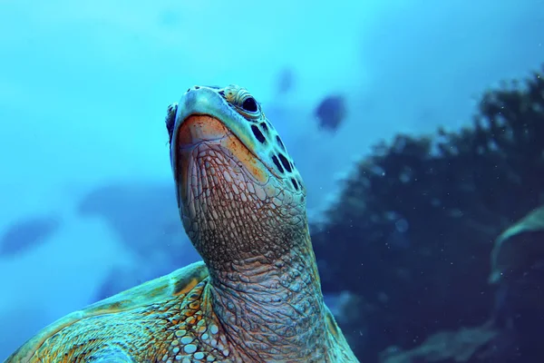 sea turtle underwater / exotic nature sea animal underwater turtle