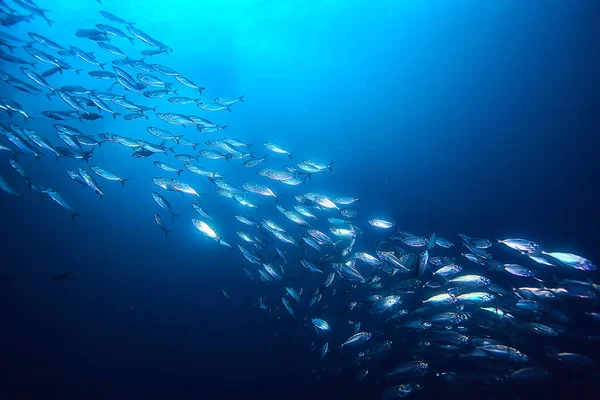 Много Мелкой Рыбы Море Водой Рыба Колонии Рыбалка Океан Дикой — стоковое фото