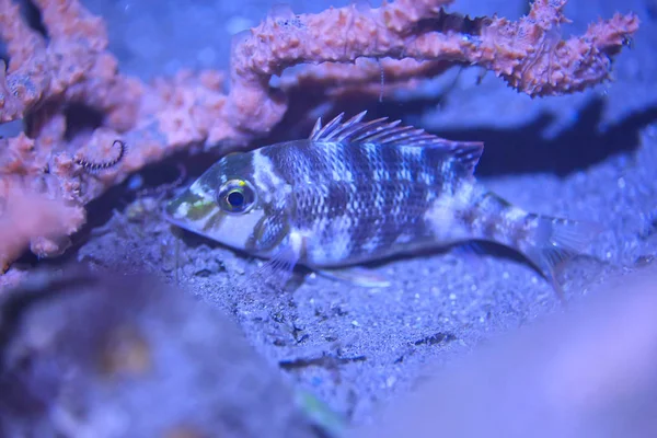 Кораловий Риф Під Водою Морська Коралова Лагуна Океанічна Екосистема — стокове фото