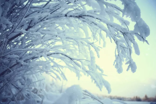 Abstracte Achtergrond Landschap Winter Bos Vorst Bedekte Boomtakken Snowy Weer — Stockfoto