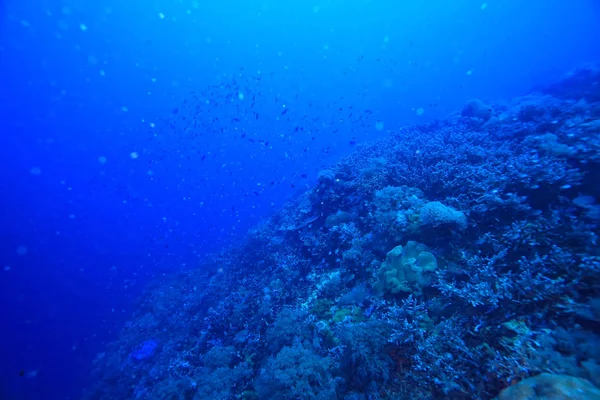 Cena Subaquática Recife Coral Mundo Oceano Paisagem Vida Selvagem — Fotografia de Stock