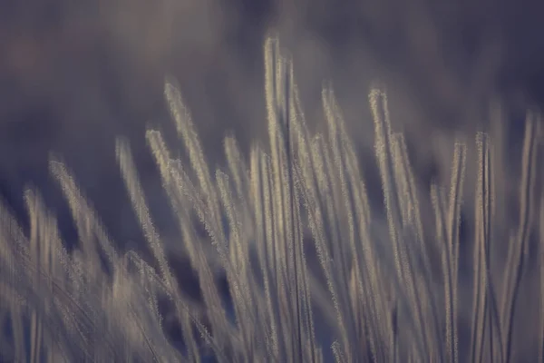 Abstracto Bosque Borroso Invierno Líneas Verticales Fondo Bosque Invierno Paisaje — Foto de Stock