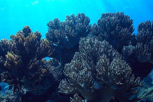 Marine Ecosystem Underwater View Blue Ocean Wild Nature Sea Abstract — Stock Photo, Image