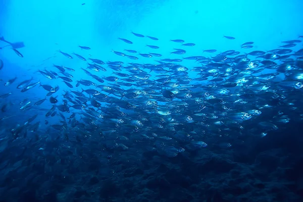 Sacco Piccoli Pesci Mare Sotto Acqua Colonia Pesci Pesca Oceano — Foto Stock