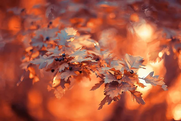 Herfst Landschap Achtergrond Met Gele Bladeren Zonnige Herfst Dag Zonnestralen — Stockfoto