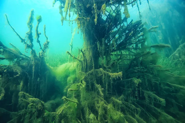 マングローブ水中風景背景 抽象的な茂みと木々の水 透明水自然環境 — ストック写真