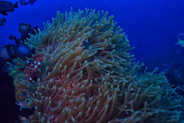 水下场景 珊瑚礁 世界海洋野生动物景观 — 图库照片