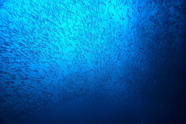 Viele Kleine Fische Meer Unter Wasser Fischkolonie Angeln Meeresfauna — Stockfoto