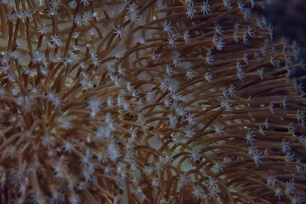 Macro Texture Della Barriera Corallina Ecosistema Marino Astratto Sullo Sfondo — Foto Stock