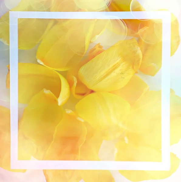 Yellow Petals Background Abstract Background Spring Flower Petals Frame — Stock Photo, Image