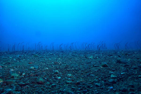 Морські Вугрі Під Водою Садові Вугрі Морські Змії Дикі Тварини — стокове фото