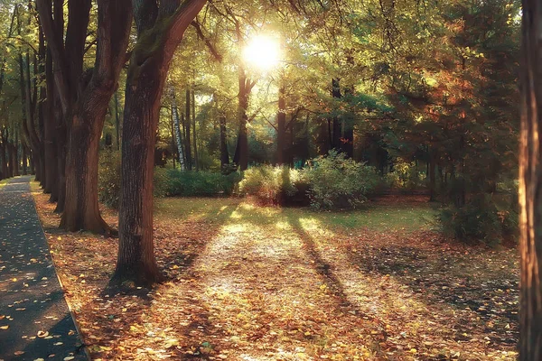 Weg Herbstpark Herbstlandschaft Gelber Park Herbstbäumen Und Blättern Ein Schöner — Stockfoto