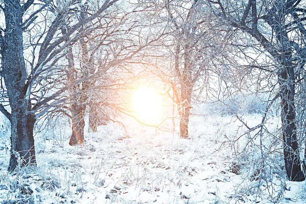 公園の冬の森 月の日没の夕日 雪の森と太陽 冬の休息 — ストック写真