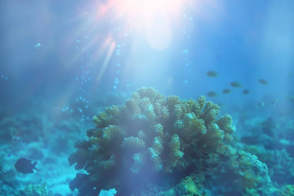 Sol Rayos Arrecife Buceo Mar Azul Fondo Abstracto Día Soleado —  Fotos de Stock
