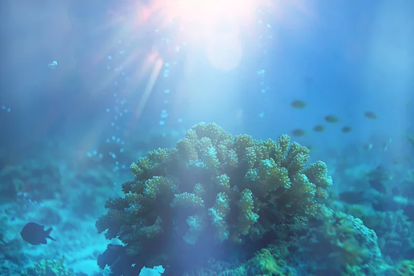 Solstrålar Scuba Reef Blått Hav Abstrakt Bakgrund Solig Dag Strålar — Stockfoto