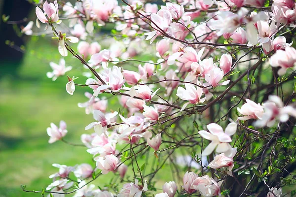 Magnolia Flor Primavera Jardín Hermosas Flores Fondo Primavera Flores Color — Foto de Stock