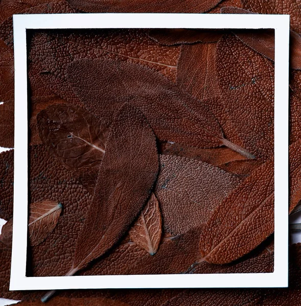 Moldura Folhas Matizadas Marrom Abstrato Folhas Vintage Coloridas Incomuns — Fotografia de Stock