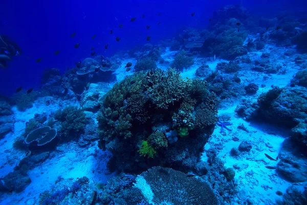 Горгонський Великий Розгалужений Корал Рифі Морському Узбережжі Підводного Життя Океані — стокове фото