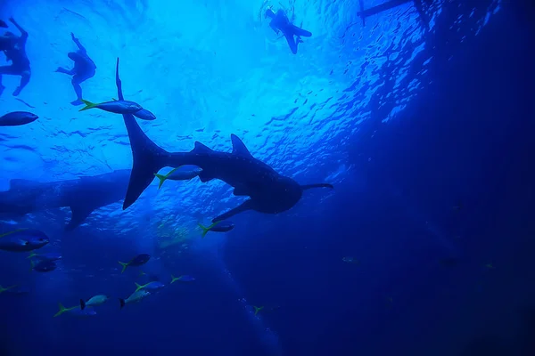 Plongée Avec Tuba Requin Baleine Philippines Plongée Avec Requins Scène — Photo