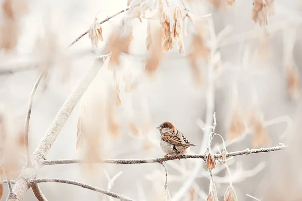 Wintering Birds Bird Flock Winter Lake Wild Birds Winter Lake — Stockfoto