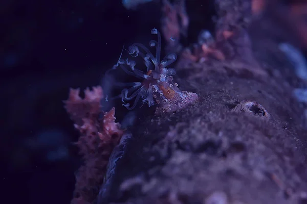 Nudibranch Molusk Foto Subacquea Macro Mare Sott Acqua — Foto Stock