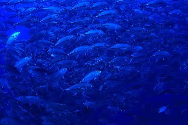 Muitos Caranx Subaquático Grande Rebanho Peixes Mundo Subaquático Oceano Sistema — Fotografia de Stock