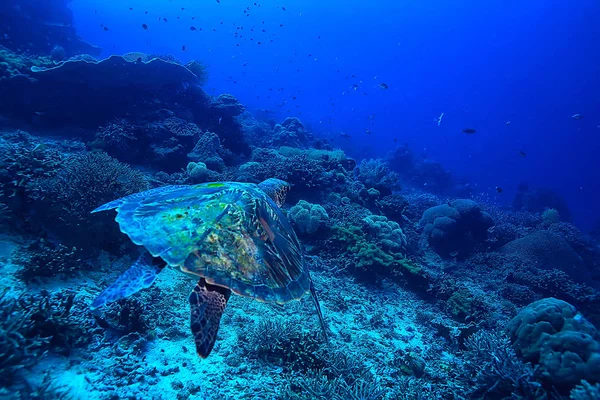 sea turtle underwater / exotic nature sea animal underwater turtle