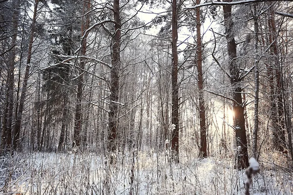 Hiver Dans Village Russe Paysage Hivernal Forêt Russie Arbres Enneigés — Photo