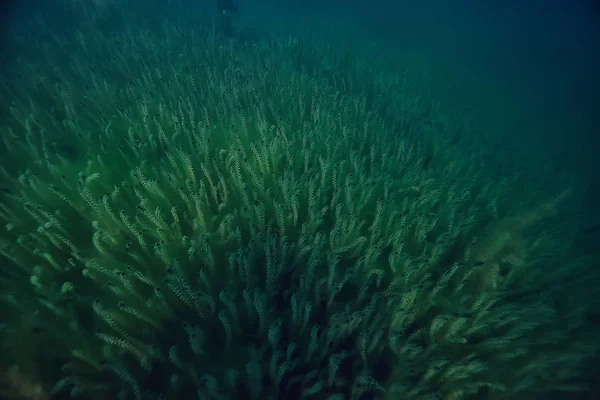 Підводний Зелений Пейзаж Природа Підводне Екологічне Озеро Дике Дайвінг — стокове фото