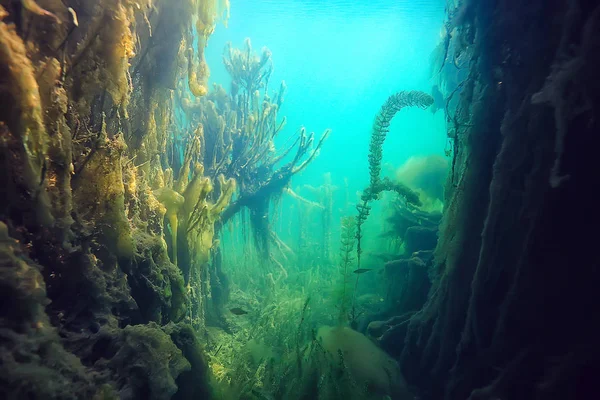 Экология Подводных Ландшафтных Вод — стоковое фото