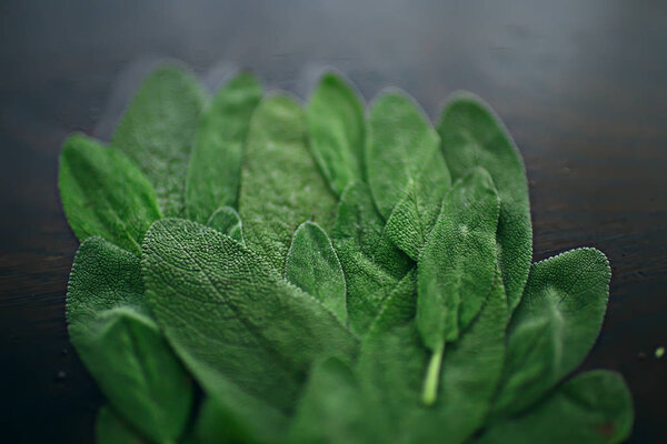 зеленые листья рамки абстрактный фон / необычный зеленый фон, концепция природы
