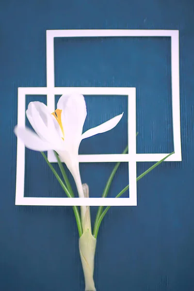 Weißer Krokusrahmen Frühlingsblumen Abstrakter Hintergrund — Stockfoto