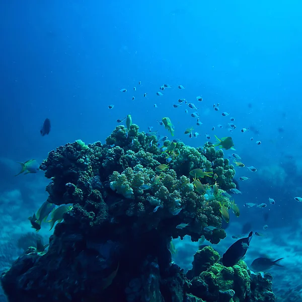 Barriera Corallina Subacquea Laguna Con Coralli Paesaggio Subacqueo Gita Snorkeling — Foto Stock