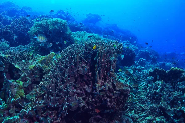 Pod Vodou Oceán Krajina Podmořský Svět Scéna Modrý Idyla Příroda — Stock fotografie
