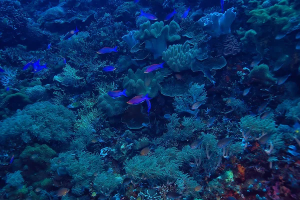 Korallenriff Unter Wasser Meereskorallenlagune Ökosystem Ozean — Stockfoto