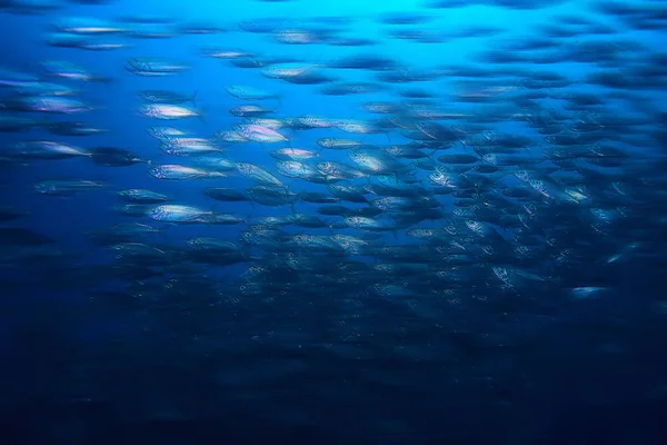 Viele Kleine Fische Meer Unter Wasser Fischkolonie Angeln Meeresfauna — Stockfoto