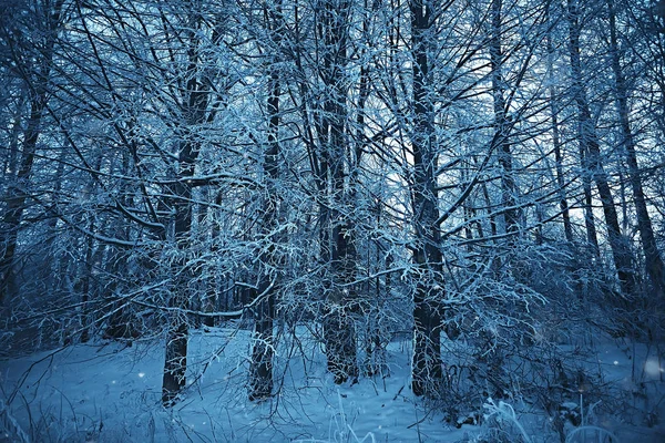 Paesaggio Invernale Nella Foresta Tempo Nevoso Gennaio Bellissimo Paesaggio Nella — Foto Stock