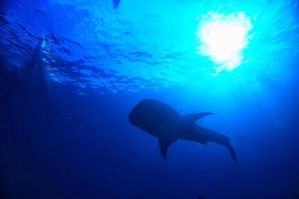 Écosystème Marin Vue Sous Marine Océan Bleu Nature Sauvage Dans — Photo