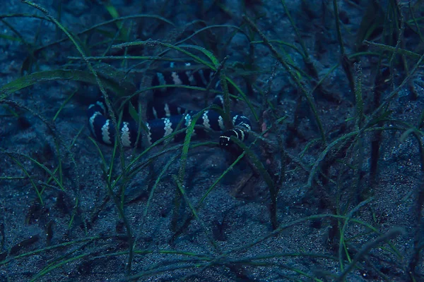 Sea Snake Underwater Reptile Underwater Scene Dangerous Poison Asp — Stock Photo, Image