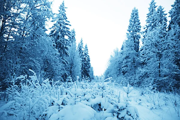 Vinter Den Ryska Byn Vinter Landskap Skog Ryssland Snötäckta Träd — Stockfoto