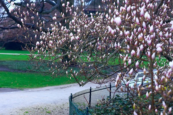 Magnolia Blossom Spring Garden Beautiful Flowers Spring Background Pink Flowers — Stock Photo, Image