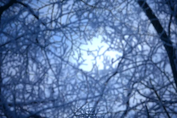 Абстрактный Лес Размытые Зимние Вертикальные Линии Зимний Лесной Фон Абстрактный — стоковое фото
