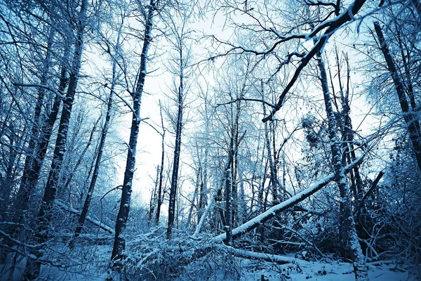 Зимовий Пейзаж Лісі Сніжна Погода Січні Красивий Пейзаж Засніженому Лісі — стокове фото